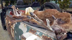 Guanacos abatidos por cazadores furtivos en Patagonia