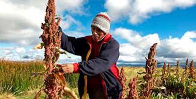 Perú es el principal productor de Quinua en el mundo