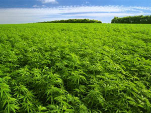 En Paraguay se cosechan al año alrededor de 5.900 toneladas de marihuana. 