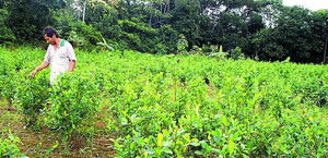 Plantación de coca en algún país de Sudamérica 