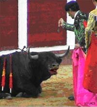 (Foto de archivo) Toro agonizando vomita sangre atravesado por banderillas y espada clavada del otro lado. A punto de ser sacrificado con “puntilla” (puñal), mira al fotógrafo como diciendo ¡me duele! ¿Qué hice para merecer este destino? 