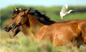 Australia matará a 10.000 caballos salvajes para evitar que degraden el terreno