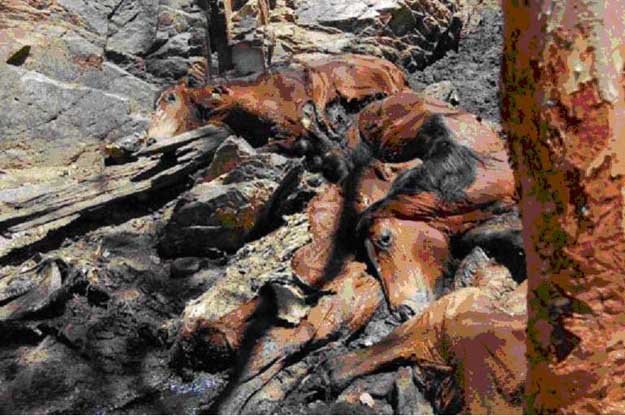 Caballos salvajes matados en Australia el 23 de mayo de 2013 