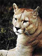 Puma concolor puma  (Chile)
