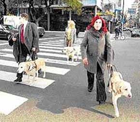 Perros de asistencia Golden retriever