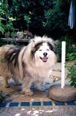 Pol , el perro cruzado husky/samoyedo liderando una carrera importantísima para la historia.