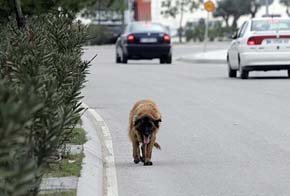 El perro “Oso”