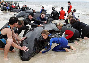 Ballenas varadas en Australia