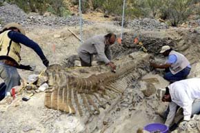 Paleontólogos excavan la cola de un dinosaurio en Coahuila. / Mauricio Marat (EFE)