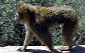 La leyenda asegura que si los monos desaparecen de Gibraltar, también lo harán los británicos