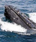 Avistamiento de ballenas en Ecuador