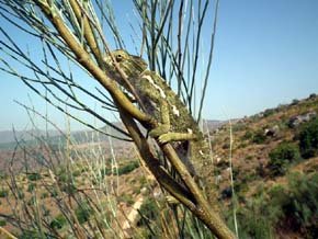 Nacen en perfecto estado 33 camaleones en el centro de control de la biodiversidad