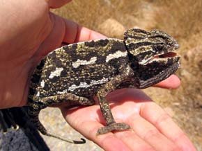 Nacen en perfecto estado 33 camaleones en el centro de control de la biodiversidad