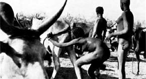 Una mujer nuer insufla aire en la vagina de una vaca | Foto: Archivo 