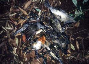 SEO/BirdLife dice que Generalitat Valenciana pretende autorizar 'la masacre científica' de aves con el método del parany