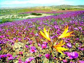 Desierto florido, en Atacama