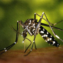 Mosquito transmisor del dengue 