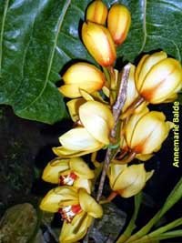 Ecuagenera: Las orquídeas de Gualaceo, Ecuador