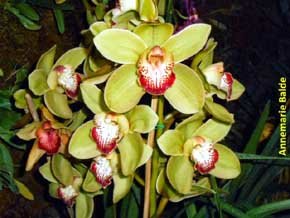 Ecuagenera: Las orquídeas de Gualaceo, Ecuador
