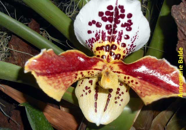 Ecuagenera: Las orquídeas de Gualaceo, Ecuador