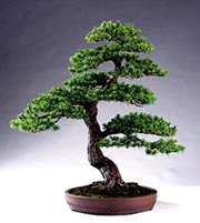 Los bonsáis son árboles con una tradición milenaria que precisan unos cuidados especiales