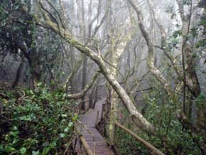 Parque Nacional Bosque de Fray Jorge : primer sitio Starlight de Chile y Sudamérica