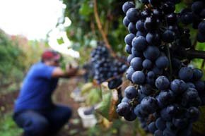 73 viñas chilenas desarrollan el turismo en sus instalaciones