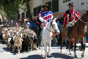 Día de la Trashumancia y el Criancero Caprino