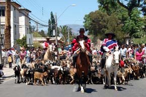 Día de la Trashumancia y el Criancero Caprino