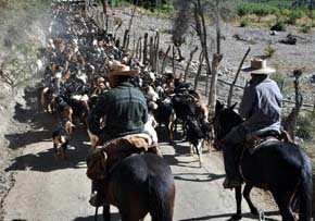 Día de la Trashumancia y el Criancero Caprino