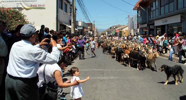 Día de la Trashumancia y el Criancero Caprino