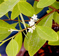 La hoja de coca es considerada “sagrada y milenaria” en Bolivia 