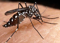 El dengue es transmitido por la picadura de un mosquito, el aedes aegypty 