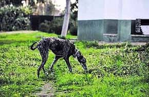 En la imagen de archivo, un galgo en un albergue para perros abandonados