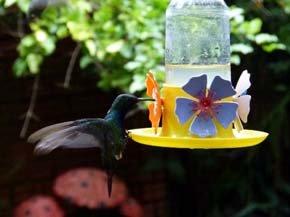 El Jardín de los Picaflores en Iguazú