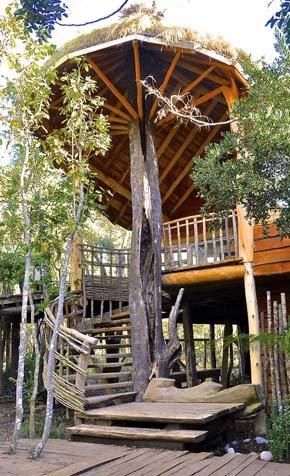 Pucón: Chile cuenta con nuevo hotel arriba de los árboles