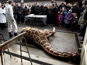 El cuerpo despedazado del animal se utilizará para alimentar a las fieras del parque. 