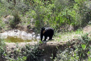 El oso andino pierde cada vez más hábitat