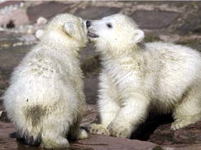 Google añade osos polares en su servicio de mapas