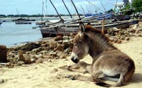 Kenia abre primer matadero de burros de África para abastecer a China