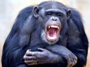 Chimpancés tienen más empatía con humanos que con su especie