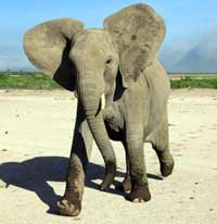 Elefantes distinguen las lenguas y voces humanas, indica un estudio