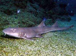 El tiburón gato moteado fue concebido mediante la inseminación artificial. 
