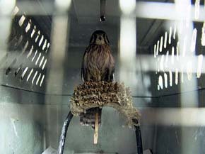 En resguardo. Un cernícalo que se encuentra en las instalaciones del CIVS de Guadalajara en espera de ser liberado.