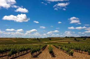PREDIF ha seleccionado a la Ruta del Vino Ribera del Duero como una de las 12 rutas más accesibles de España