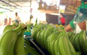 Protestan en Brasil contra importación de banano ecuatoriano