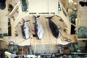 La Corte Internacional decide revocar los permisos de caza de ballenas de Japón