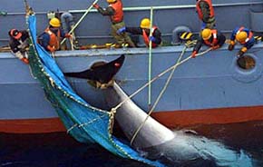 Japón 'decepcionado' con fallo que prohíbe caza de ballenas