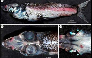 TASMANIA, Australia.- Esta especie, recientemente hallada en el mar de Tasmania, puede alcanzar los 18 cm de largo. Fotos: Internet