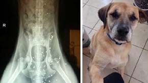 La foto de un perro que sobrevivió a más de 50 disparos se vuelve viral en internet